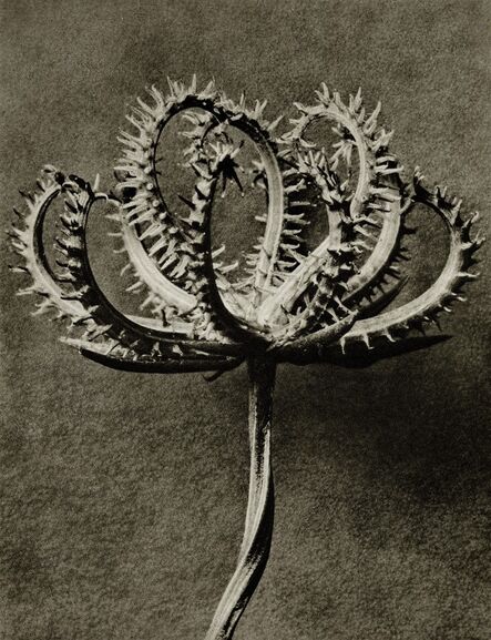 Karl Blossfeldt, ‘Plate 53 - Koelpinia linearis (Compositae) seed head ’, Circa 1930