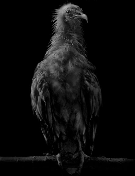 Elliot Ross, ‘Animal (305), Egyptian vulture’, 2015