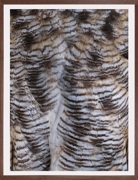 Thaddeus Holownia, ‘Great Horned Owl’, 2022