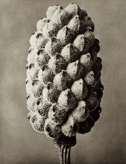 Karl Blossfeldt, ‘Plate 80 - Adonia vernalis, False Hellebore ’, Circa 1930
