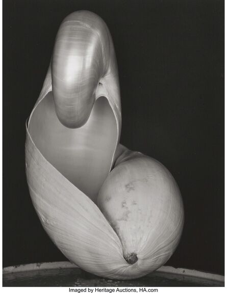Edward Weston, ‘Shell’, 1927-printed circa 1970s