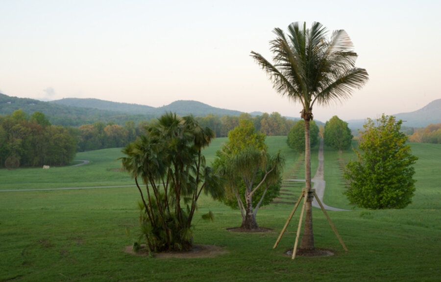 Along the Lines of Displacement: A Tropical Food Forest