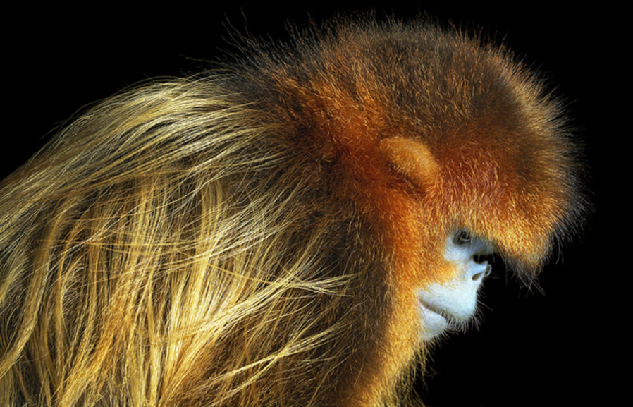 Golden Snub Nose Monkey