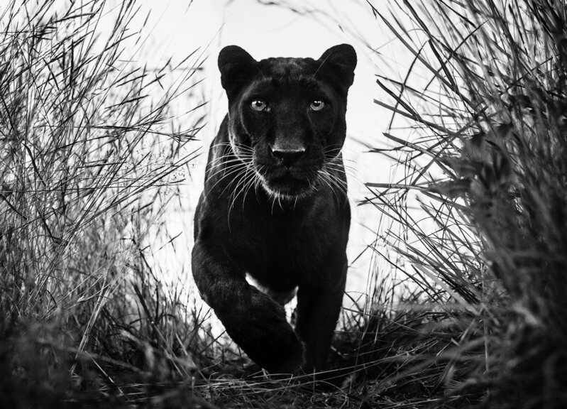David Yarrow, ‘Black Panther’, 2018, Photography, Archival Pigment Print, CAMERA WORK