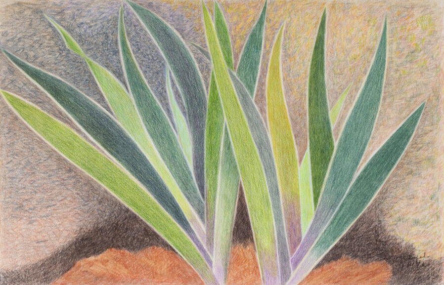 Untitled (Aloe Vera)