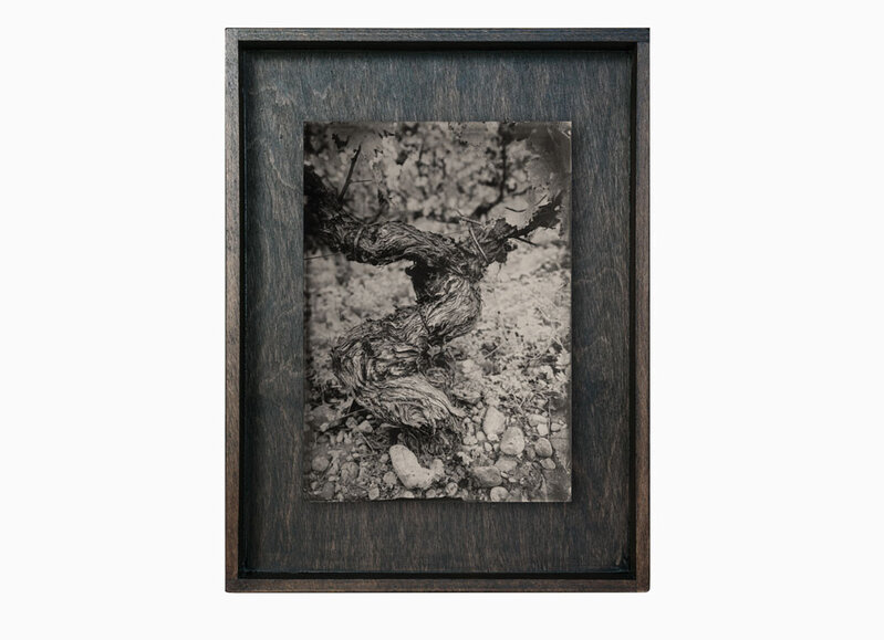 Jörg Bräuer, ‘Ceps #22’, 2018, Photography, Photograph, wet plate collodion - ferrotype, Spazio Nobile