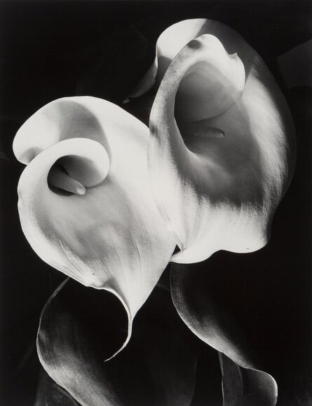 Imogen Cunningham, ‘Two Callas’, 1929