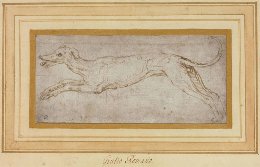 A leaping hound
