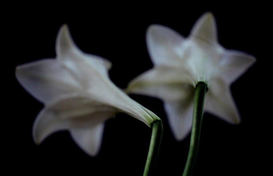Lilien (Lillies | Flowers)