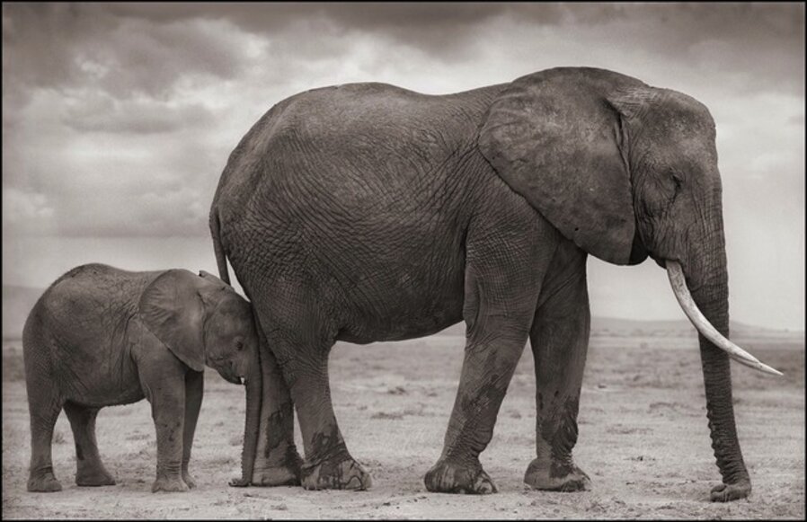 Elephant Mother & Baby At Leg, Amboseli
