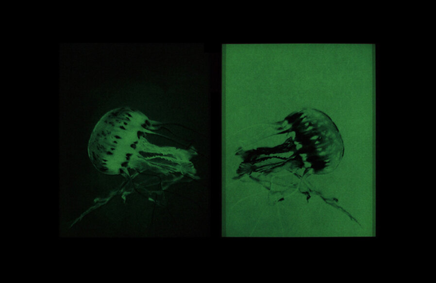 Medusae II