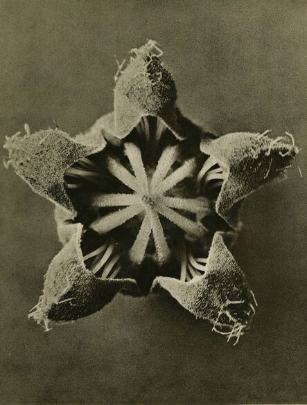 Karl Blossfeldt, ‘Plate 23 - Cajophora lateritia, (Loasaceae), Chile Nettle ’, Circa 1930