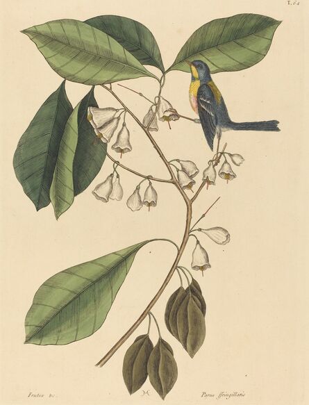Mark Catesby, ‘The Finch Creeper (Parus americanus)’, published 1731-1743