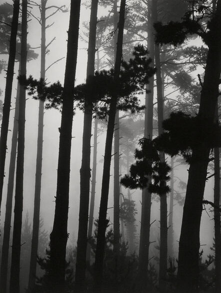 Brett Weston, ‘Pines in Fog’, 1962