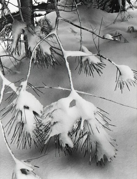 Ansel Adams, ‘Branches in Snow, Yosemite National Park, California’, ca. 1932