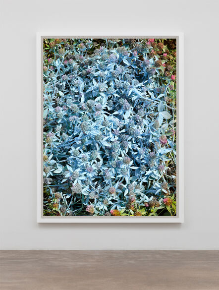 Andrew Dadson, ‘Red Clover (Trifolium pratense) Blue’, 2019