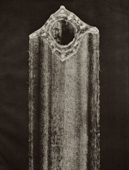 Karl Blossfeldt, ‘Plate 120 - Vicia Faba, Broad Bean, Section of stem ’, Circa 1930