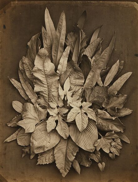 Charles Aubry, ‘Untitled (study of leaves)’, 1864
