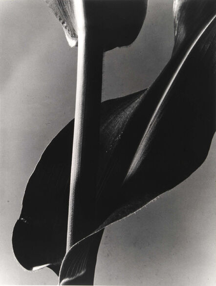 Barbara Morgan (1900–1992), ‘Corn Stalk’, 1945/1972