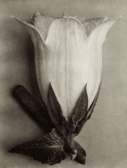 Karl Blossfeldt, ‘Plate 111 - Campanula alliarifolia, Spurred bellflower ’, Circa 1930