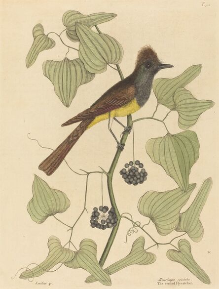 Mark Catesby, ‘The Crested Flycatcher (Muscicapa cristata)’, published 1754