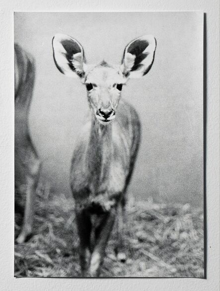 Jochen Lempert, ‘Untitled (Antilope)’, 2008