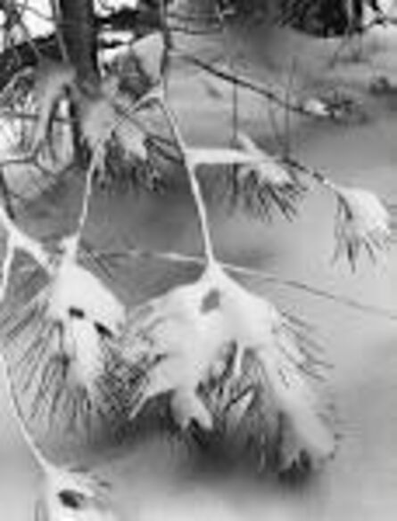 Ansel Adams, ‘Branches in Snow’, circa 1932