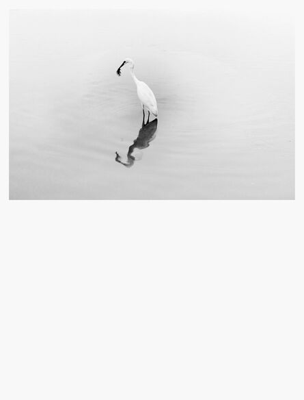 Robert Zhao Renhui, ‘Natural History (Egret)’, 2018