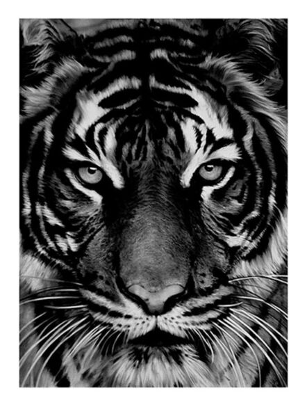 Robert Longo, ‘Untitled (Tiger)’, 2011