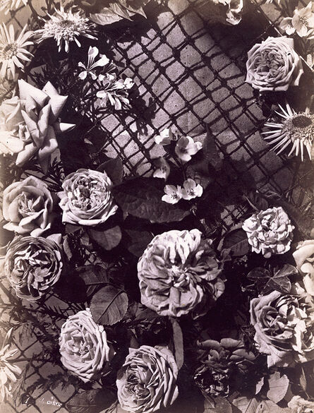 Charles Aubry, ‘Various Roses on Trellis’, 1864c/1864c
