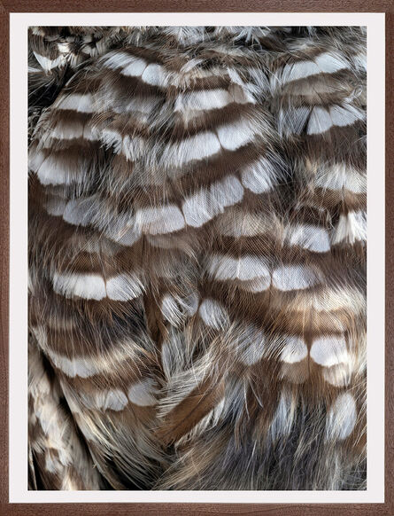 Thaddeus Holownia, ‘Barred Owl’, 2022