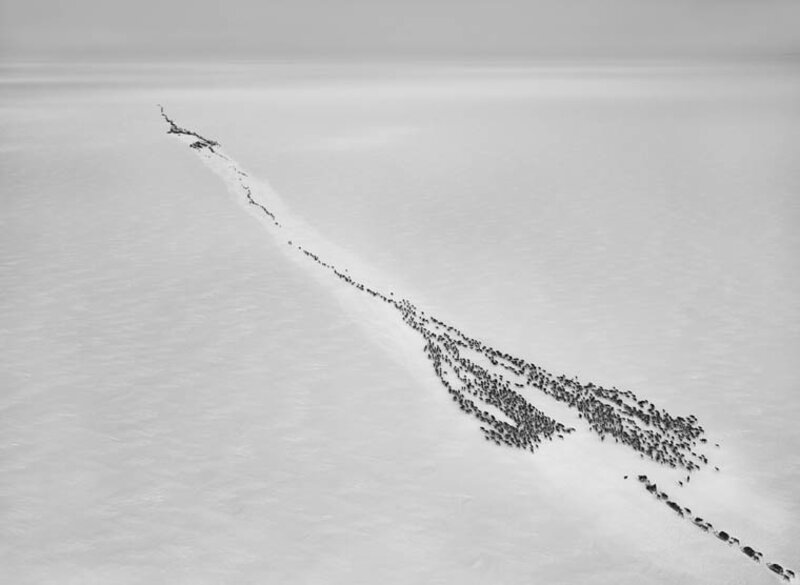 Sebastião Salgado, ‘Nenets of the Siberian Arctic, Russia’, 2011, Photography, Silver gelatin, Yancey Richardson Gallery