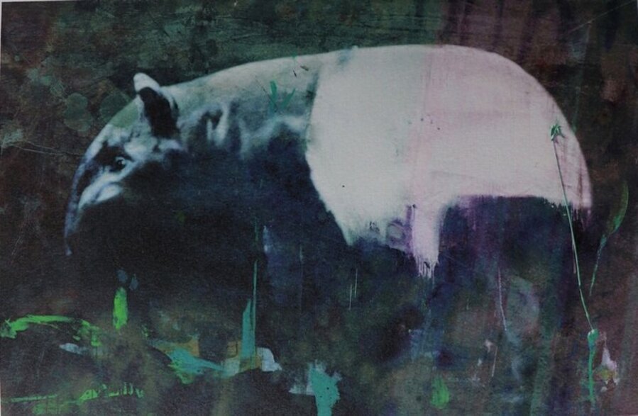 Tapir