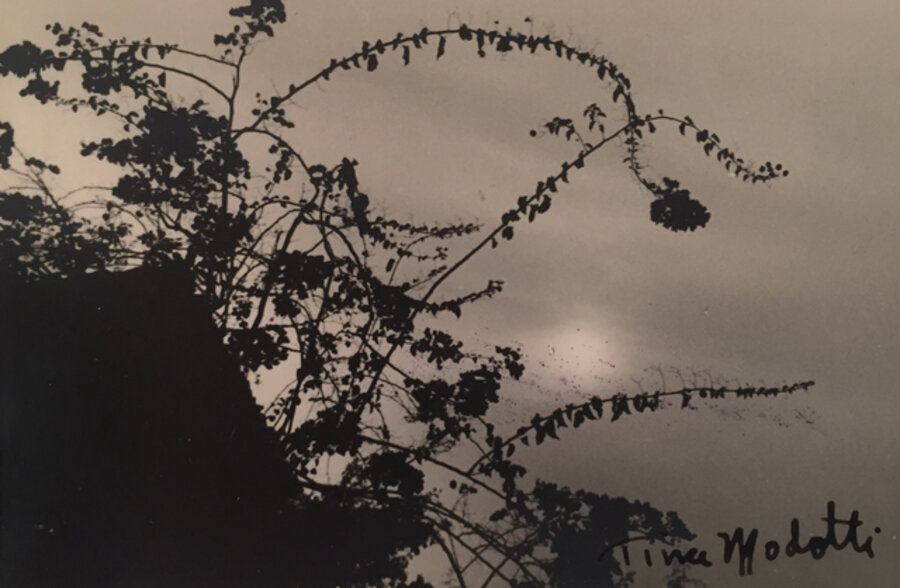 Untitled (Flowers)