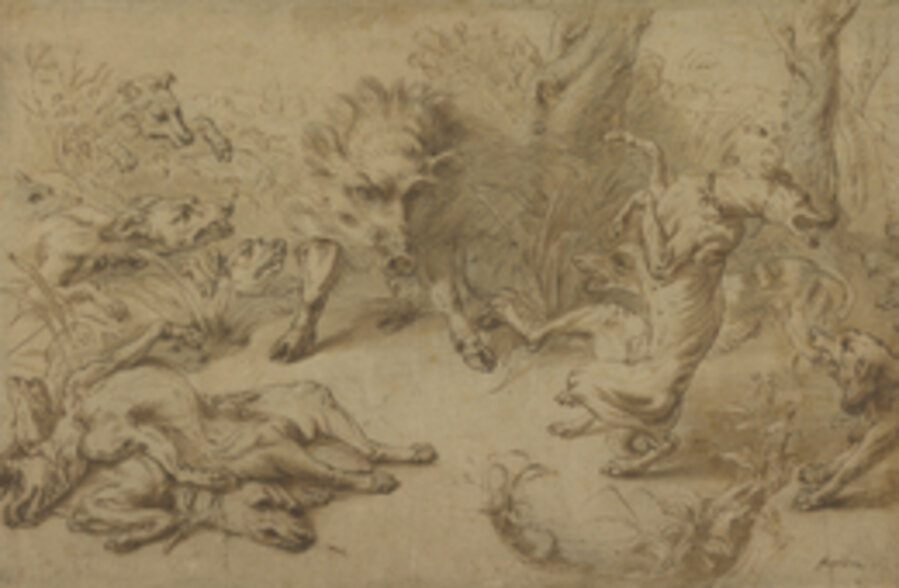 A Wild Boar at Bay