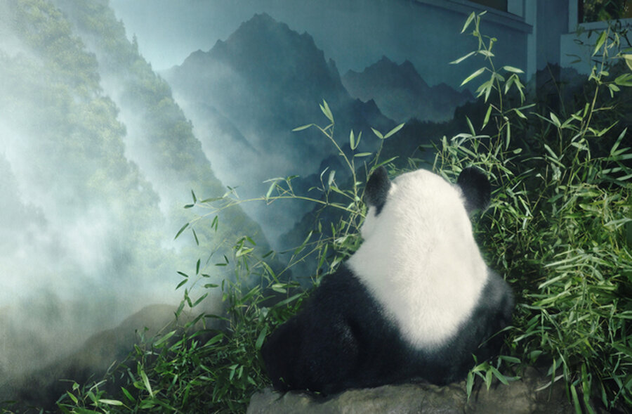 Giant Panda in Den