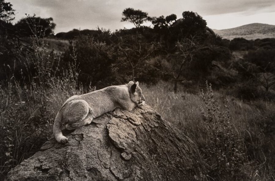 Untitled (Lion)