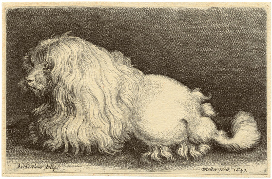 The White Dog – The Maltese or Bolognese Puppy. After A. Matham