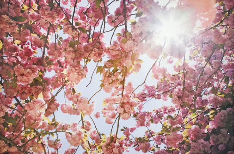 Cherry Blossom1