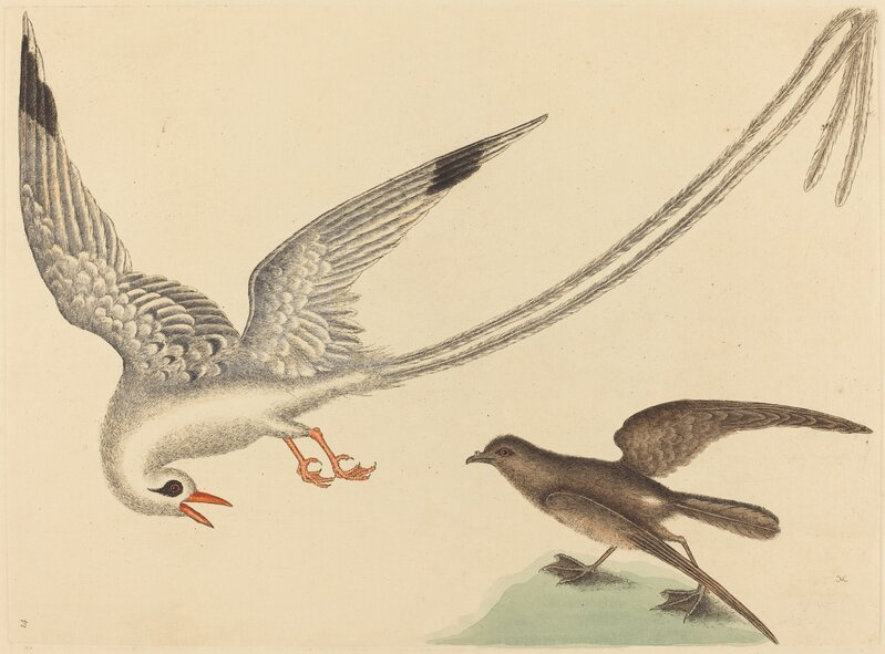 Mark Catesby, ‘The Viper-mouth (Silurus cataphractus)’, published 1731-1743, Print, Hand-colored engraving on laid paper, National Gallery of Art, Washington, D.C.