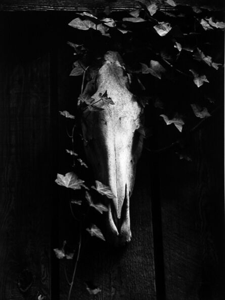 Morley Baer, ‘Horse Head Skull’, 1968