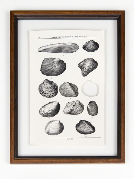 Brandon Ballengée, ‘RIP Stirrup Shell Freshwater Mussel: After Walter Freeman Webb, 1942’, 2014