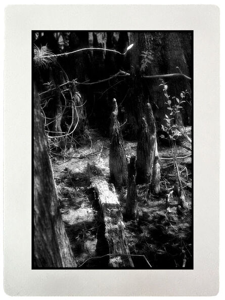 Edward Alfano, ‘Cypress Slough Preserve I Fort Meyers, Florida’, 2024