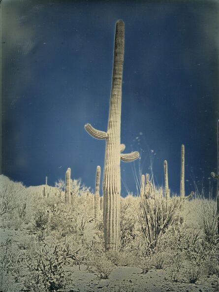 Binh Danh, ‘Untitled cactus #5, Saguaro National Park, Arizona  April 6, 2014’, 2014