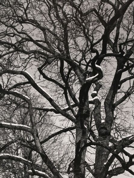 Jane Hinton, ‘Trees #1’, 2014