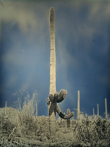 Binh Danh, ‘Untitled cactus #2, Saguaro National Park, Arizona  April 6, 2014’, 2014