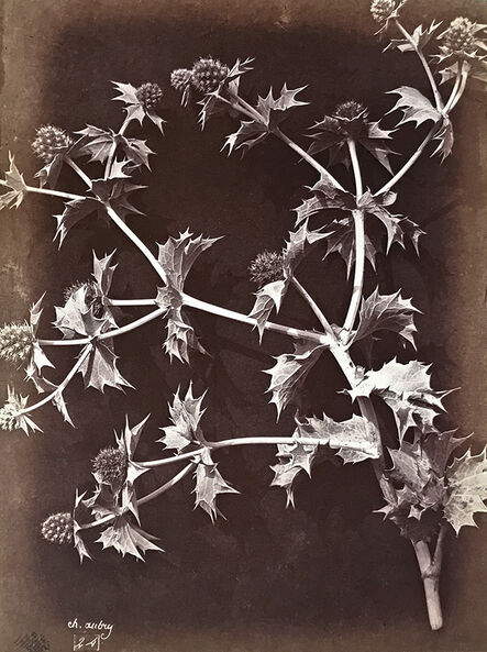 Charles Aubry, ‘Thistle or Sea Holly with Dark Background’, 1864c/1864c