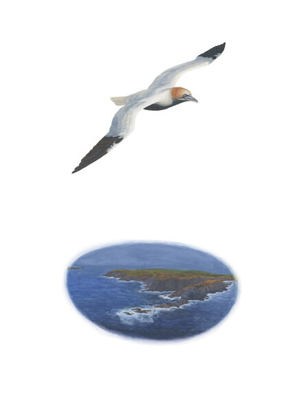 Chantal Rousseau, ‘Birds of Newfoundland: Northern Gannet’, 2021