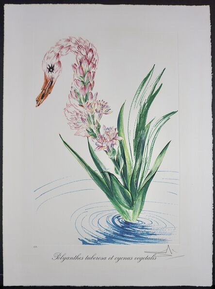 Salvador Dalí, ‘Florals Water-Hybiscus Swan’, 1972