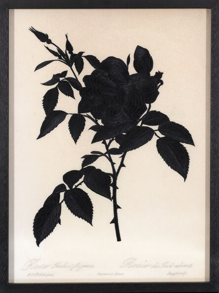 David Chalmers Alesworth, ‘Dark Rosa Indica (Fragrans)’, 2021